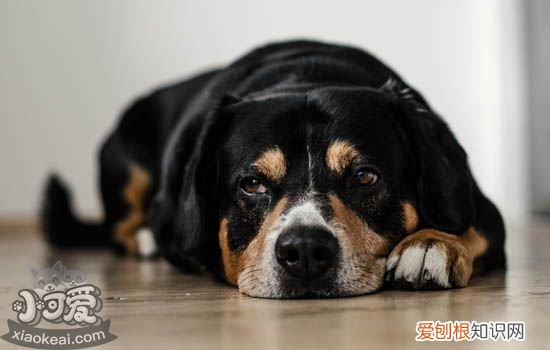 狗狗肺炎症状 狗狗肺炎能治好吗