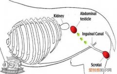 狗狗隐睾怎么判断 狗狗隐睾的危害