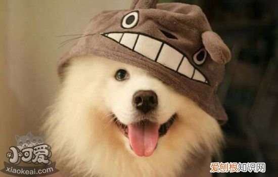 犬疥螨病怎么治疗 狗狗疥螨病会不会传染给其他狗