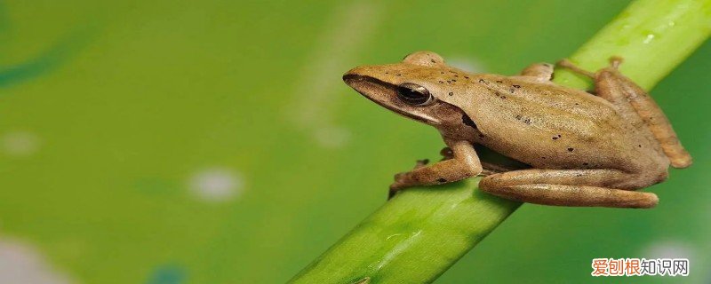 青蛙的特点