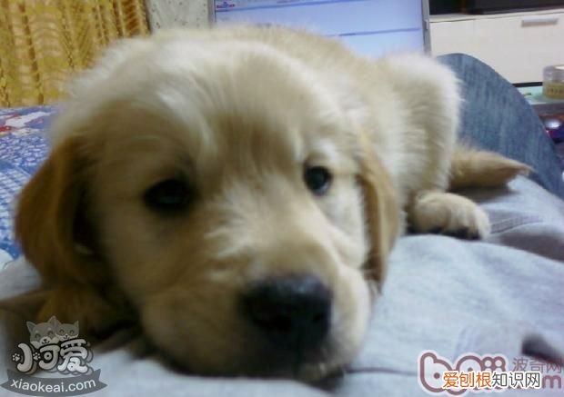 狗狗肠胃炎吃什么药 狗狗肠胃炎在家怎么治疗