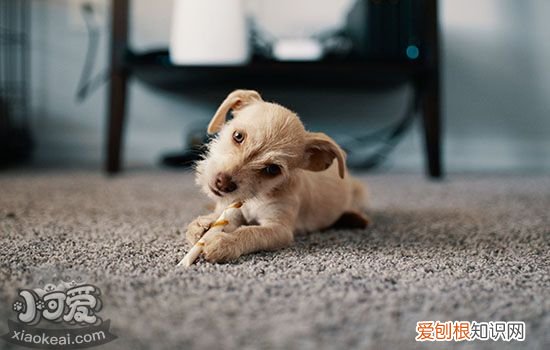 狗狗胃扭转是怎么造成的 预防大于一切