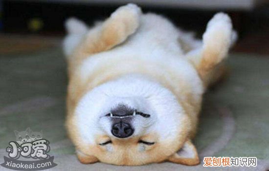 狗狗胃扭转是怎么造成的 预防大于一切