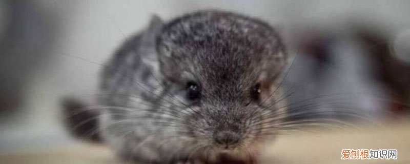 毛丝鼠的特点是什么 毛丝鼠的特点
