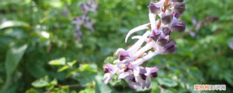 断肠草怎么养殖方法 断肠草怎么养