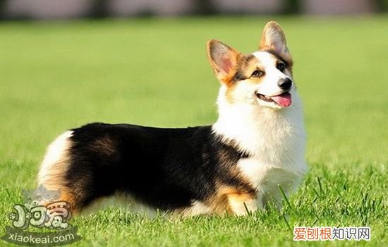 狗狗什么时候驱虫好 狗狗驱虫时间科普