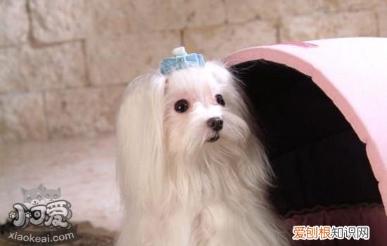 狗维生素A中毒症状 维生素A中毒会有哪些情况出现