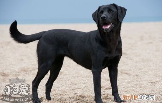 狗狗尾巴掉毛怎么办 狗狗尾巴掉毛