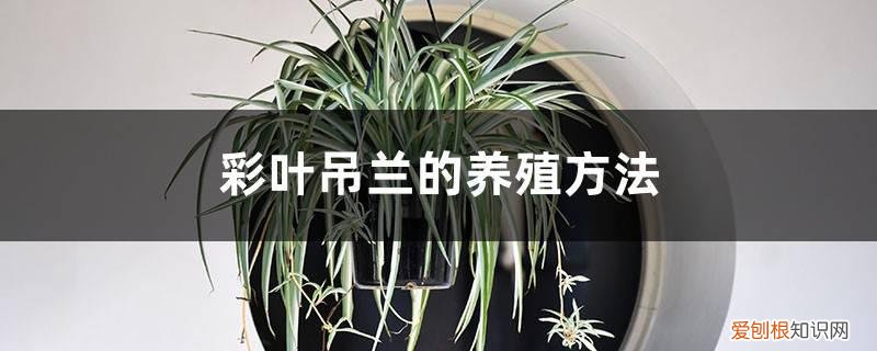 吊兰种养方法 彩叶吊兰的养殖方法