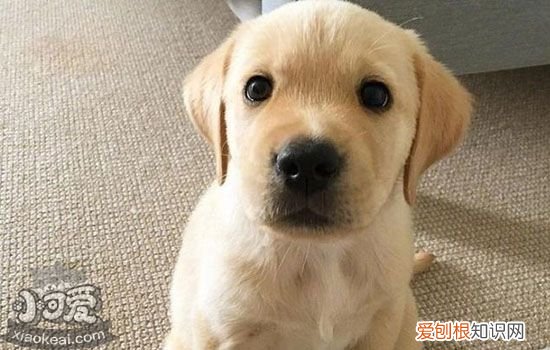 犬弓形虫会不会传染给人 传染的途径是什么