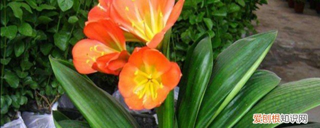 过年饭店摆什么花招财好 过年饭店摆哪种花招财好运呢