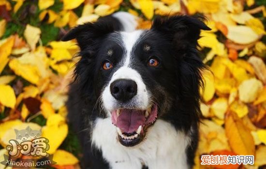 狗狗牙结石怎么去除 不治疗可导致牙齿脱落