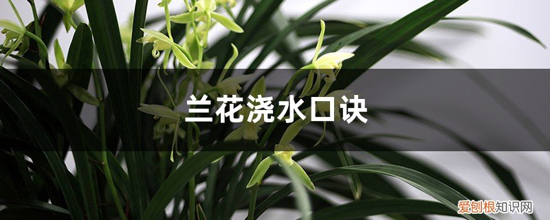 君子兰花浇水口诀 兰花浇水口诀