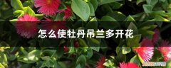 怎样使牡丹吊兰多开花 怎么使牡丹吊兰多开花