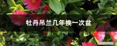 牡丹吊兰能养几年 牡丹吊兰几年换一次盆