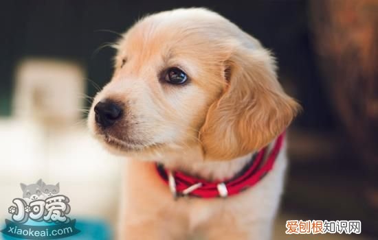 狗狗肠胃一直不好怎么办 狗狗肠胃不好怎么办