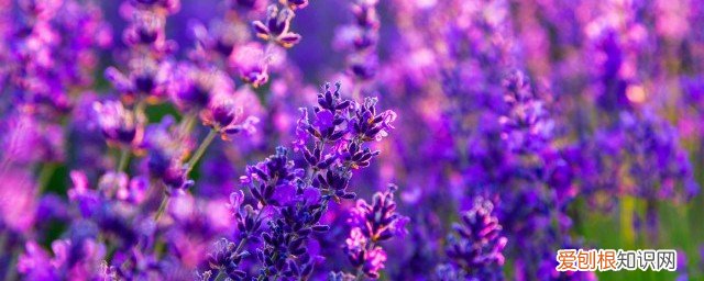 过年屋里摆什么鲜花好 过年屋里摆什么鲜花运气一直旺