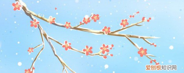 过年家里会摆什么花 春节家里适合摆什么花