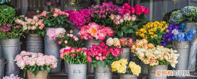 家里过年摆什么东西好一点 家里过年摆什么东西运气一直旺