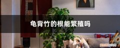 龟背竹根系发达吗 龟背竹的根能繁殖吗