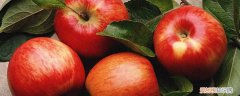 苹果种子育苗方法全过程 苹果种子如何育苗