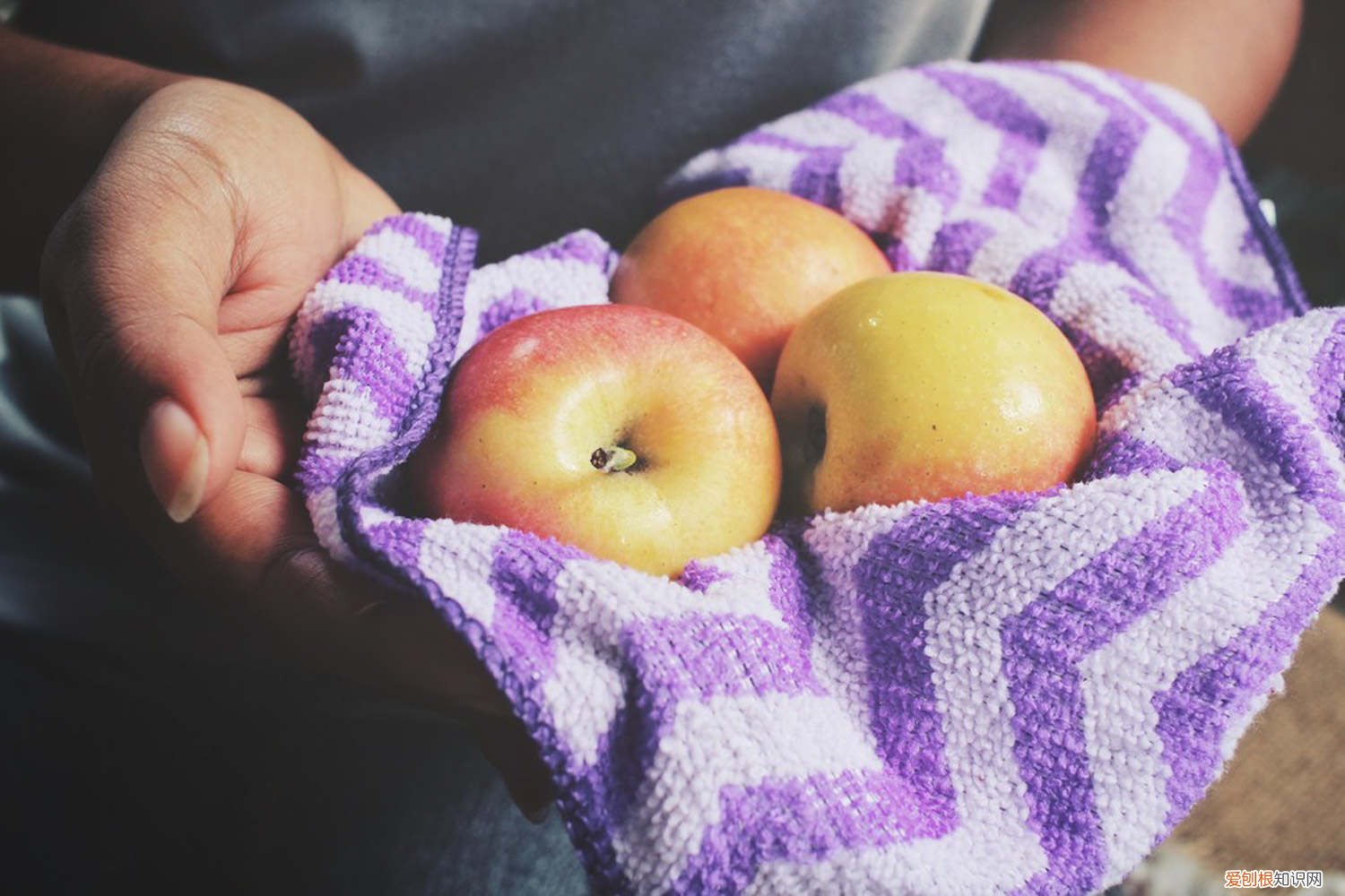 苹果种子育苗方法全过程 苹果种子如何育苗