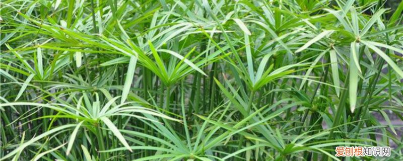 养水竹的方法和技巧 养水竹的方法