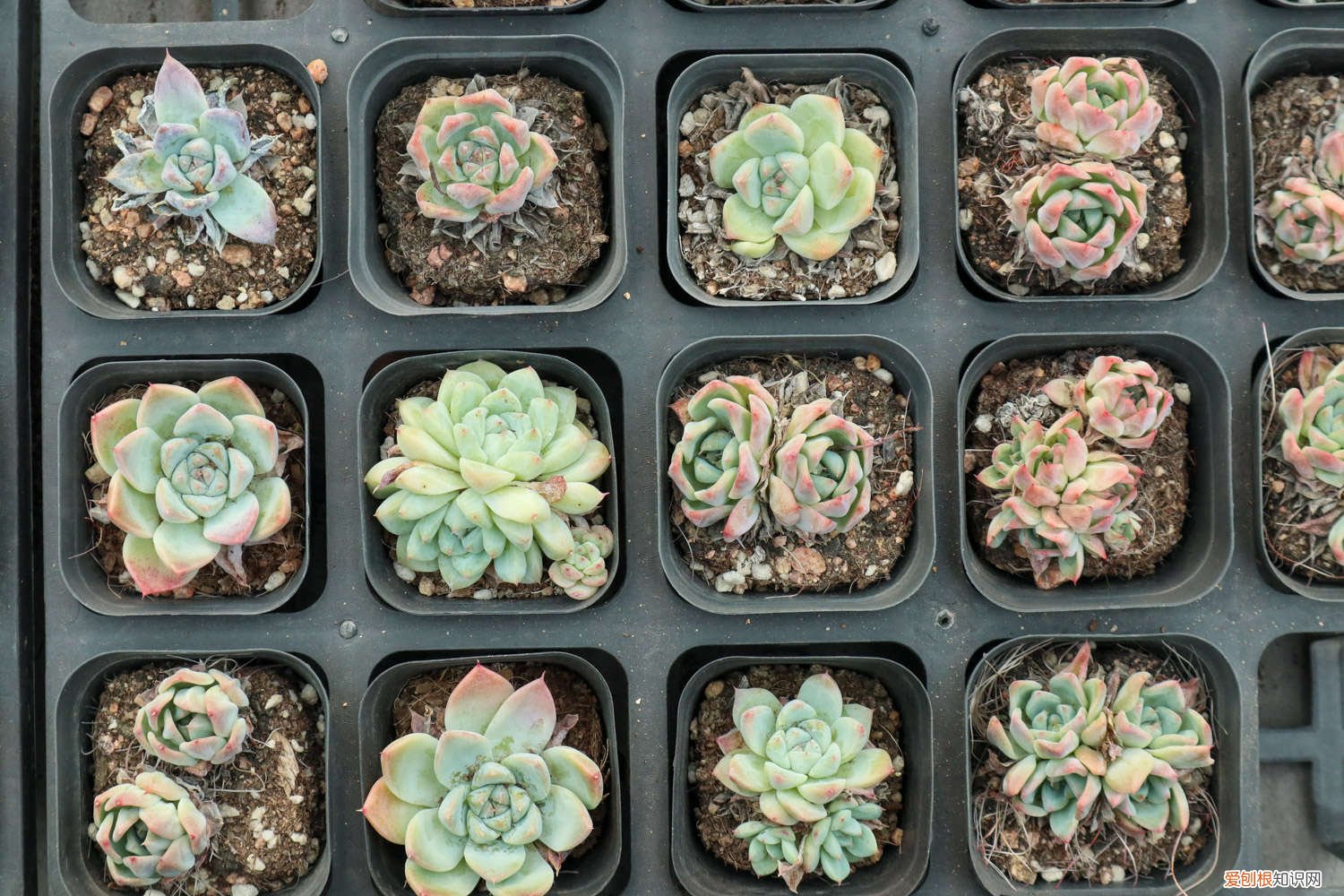 紫乐多肉植物怎么养殖技术 紫乐多肉植物怎么养殖