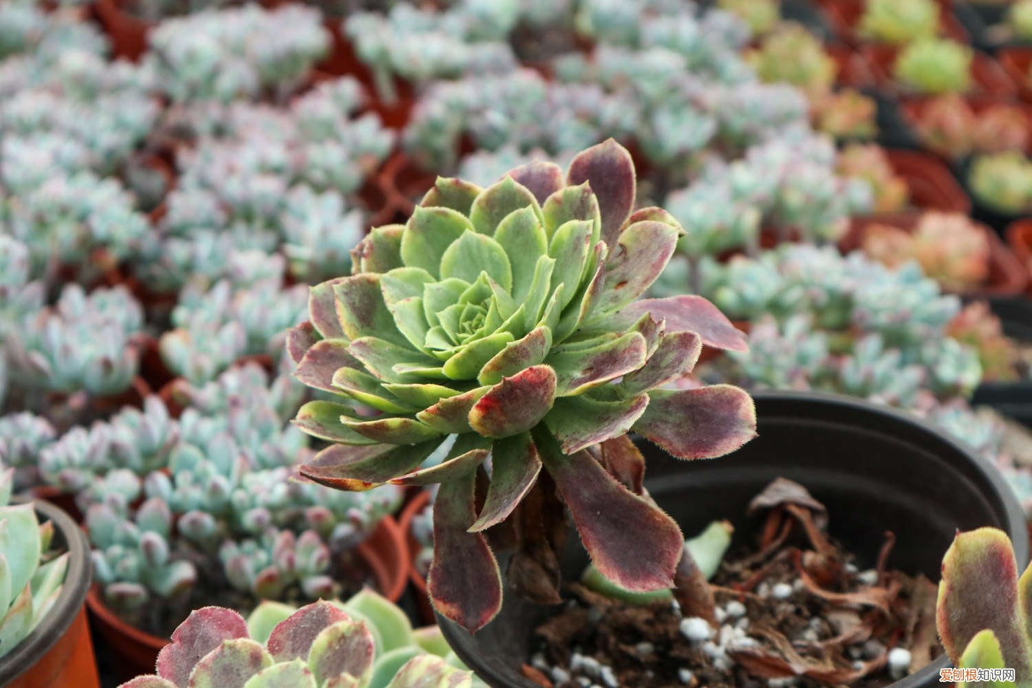 紫乐多肉植物怎么养殖技术 紫乐多肉植物怎么养殖