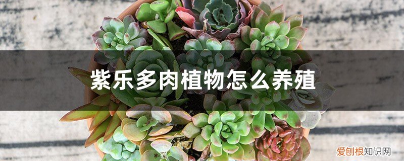 紫乐多肉植物怎么养殖技术 紫乐多肉植物怎么养殖