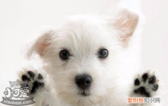 狗狗细小治愈率有多大 狗细小是什么你弄清楚了吗？