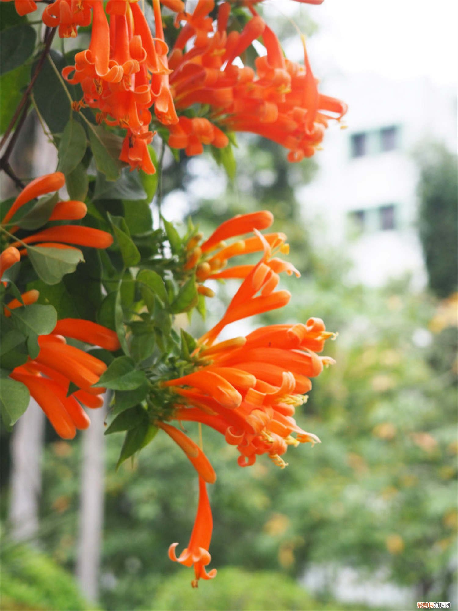 火炮花能扦插吗 炮仗花可以扦插吗