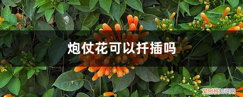 火炮花能扦插吗 炮仗花可以扦插吗