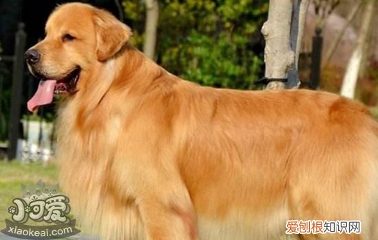 狗尿路感染能自愈吗 狗尿路感染是什么原因