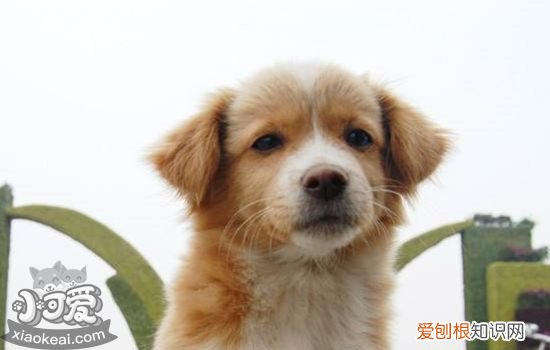 狗狗驱虫药什么时候吃 狗狗驱虫药什么时候吃合适