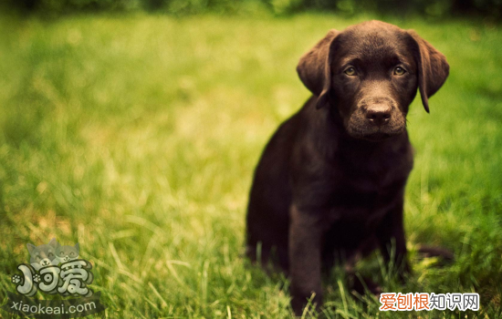 狗狗尿失禁 狗狗尿失禁是什么症状