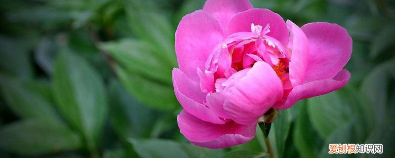 花种子的种植方法视频 花种子的种植方法