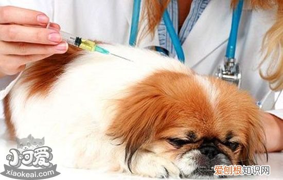 小狗不吃不喝光想趴着 谨防犬瘟细小