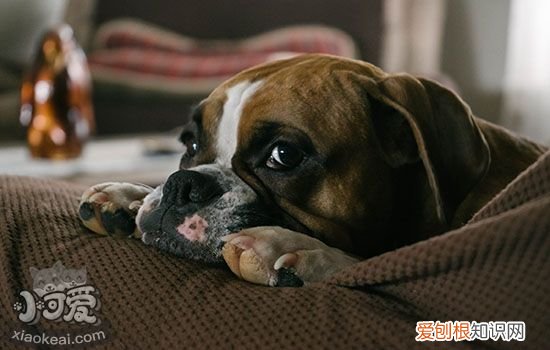 怎样辨别狗是否脑出血 你能读懂狗狗的疾病信号吗