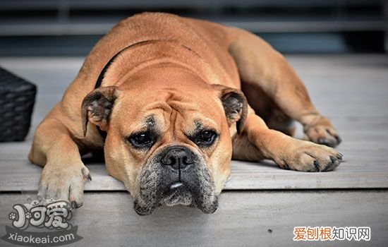 怎样辨别狗是否脑出血 你能读懂狗狗的疾病信号吗