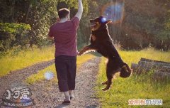 狗腿脱臼症状怎么治疗 狗腿脱臼症状