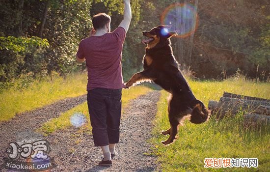 狗腿脱臼症状怎么治疗 狗腿脱臼症状