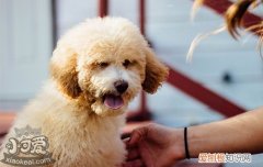 狗身上真菌感染怎么办图片 狗身上真菌感染怎么办