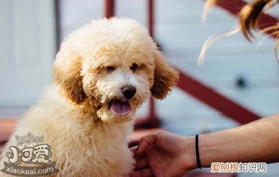 狗身上真菌感染怎么办图片 狗身上真菌感染怎么办