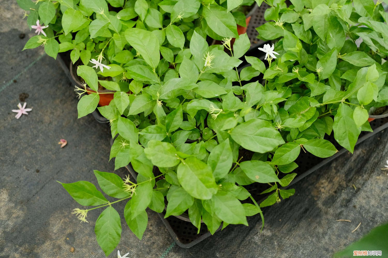 茉莉老桩怎么诱发新枝 茉莉老桩如何催发新枝