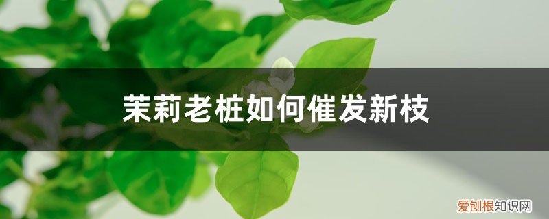 茉莉老桩怎么诱发新枝 茉莉老桩如何催发新枝