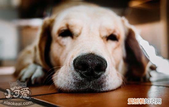 狗伤口化脓几天能好啊 狗伤口化脓几天能好