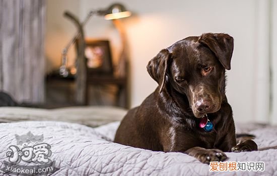 狗狗呕吐喂什么好 狗呕吐喂点什么