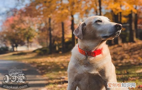 狗狗麻醉不耐受 狗麻醉后不良反应