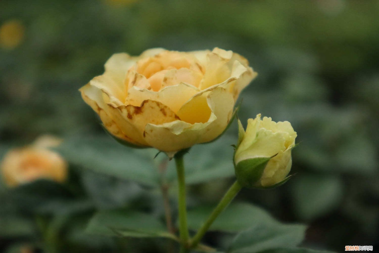 用什么树嫁接月季 柳树嫁接月季的方法